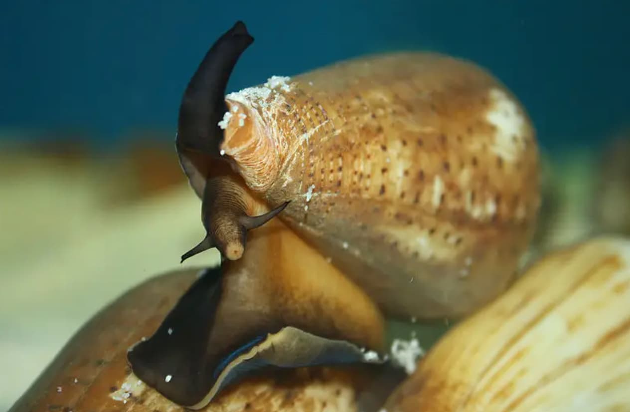 venomous snail